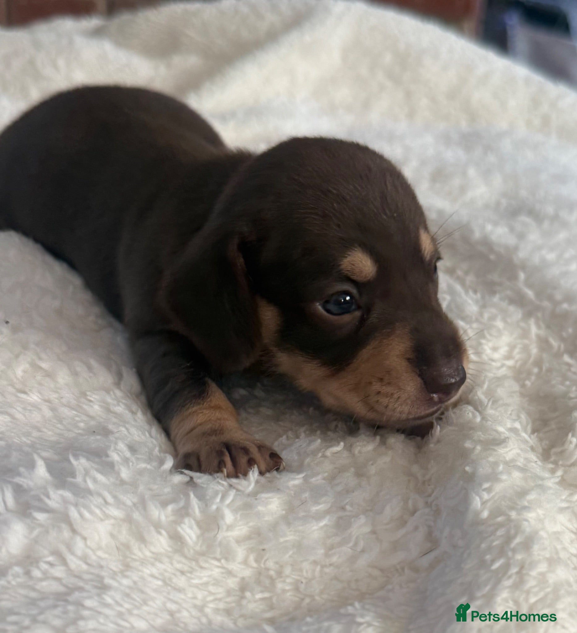 Dachshund dogs Beautiful little of Dachshunds  - Advert 2