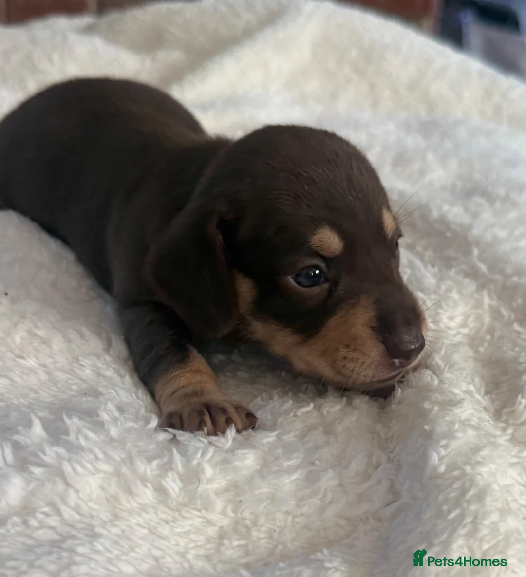 Dachshund dogs for sale: Beautiful little of Dachshunds  - Advert 2