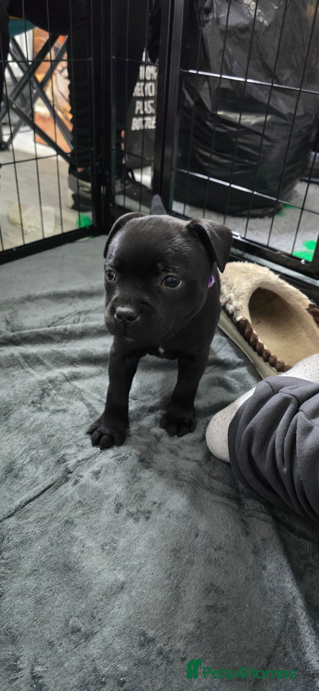 Staffordshire Bull Terrier dogs for sale: Champion bloodlines kc stafford  pups  - Advert 10