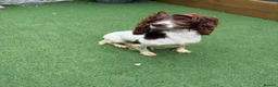English Springer Spaniel dogs for sale:  OUR LOVELY ANNIE LOOKING FOR A VERY SPECIAL HOME in Doncaster - Advert 4