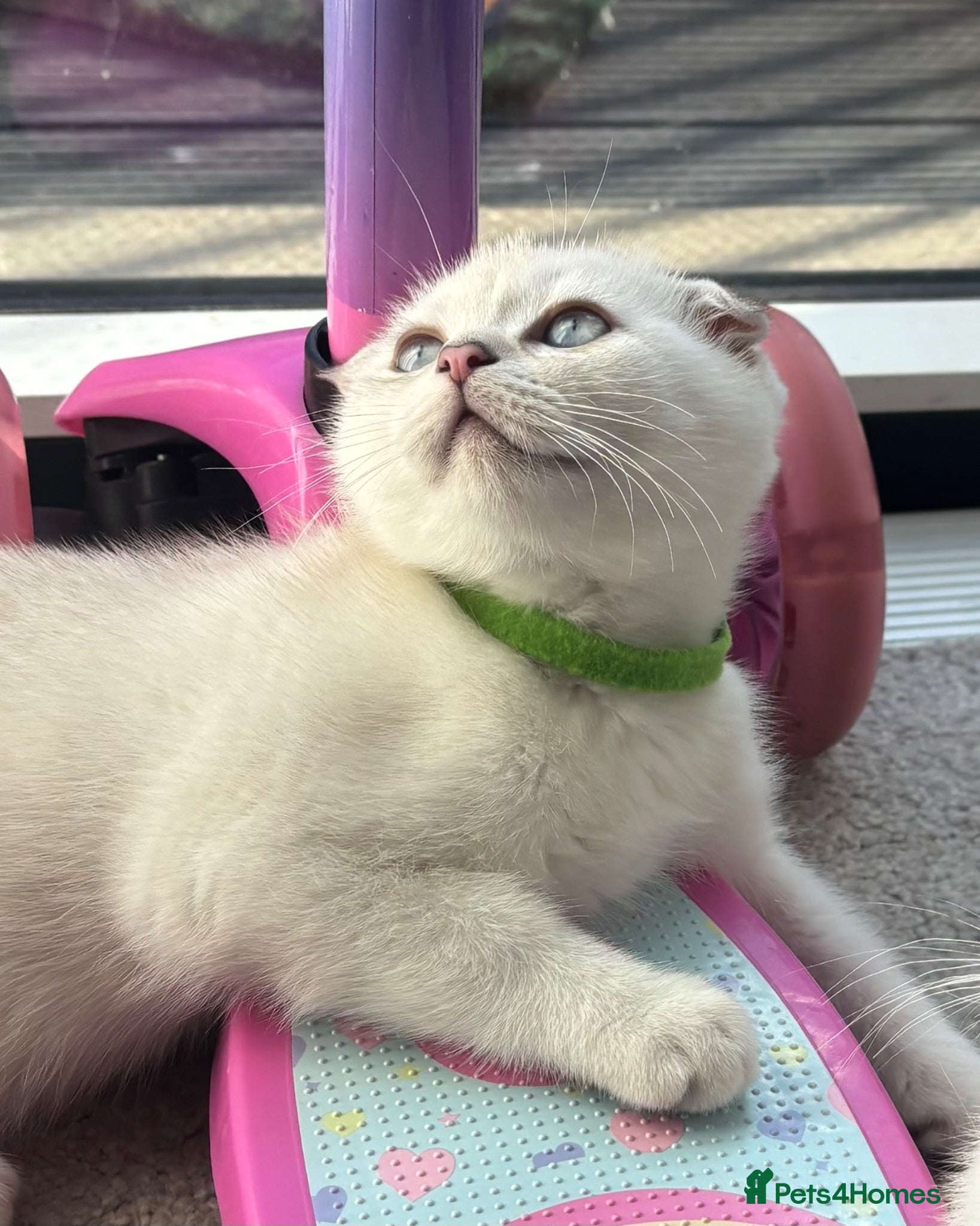 Scottish Fold cats BEAUTIFUL WHITE SCOTTISH FOLDS - Advert 1