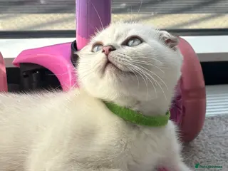 Scottish Fold cats BEAUTIFUL WHITE SCOTTISH FOLDS - Advert 3