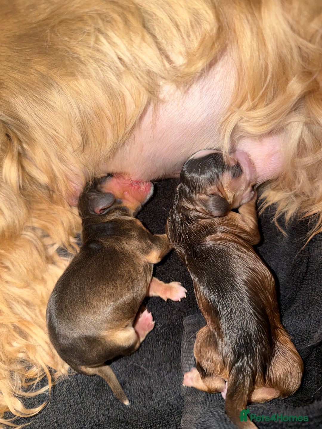 Cocker Spaniel dogs for sale: Showtype Cocker spaniel pups KC registered  - Advert 9