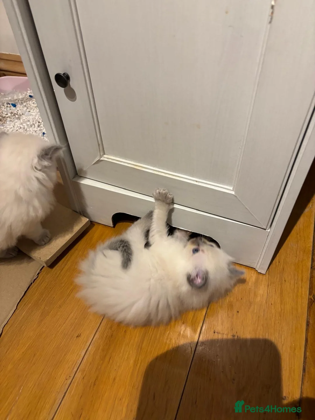 Ragdoll cats for sale: Beautiful Cuddly Purebred Kittens in Great Yarmouth - Advert 17