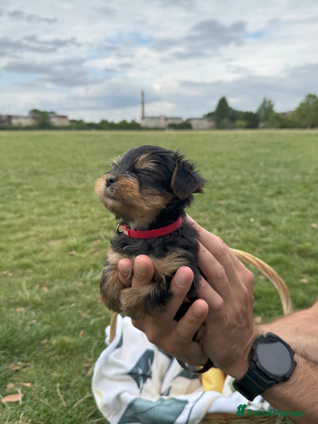 Yorkshire Terrier dogs for sale: Mini Yorkshire Terrier Puppies looking for Home - Image 19