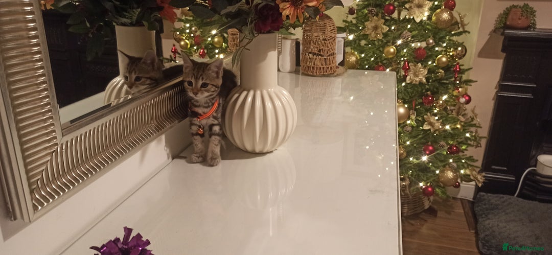 Mixed Breed cats for sale: Adorable kittens in London(SE18)😻❤️😻 - Advert 15