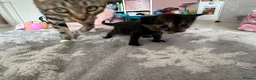 British Shorthair cats for sale: PLEASE READ ADVERT LAST TWO FEMALE KITTEN’S LEFT  - Advert 15