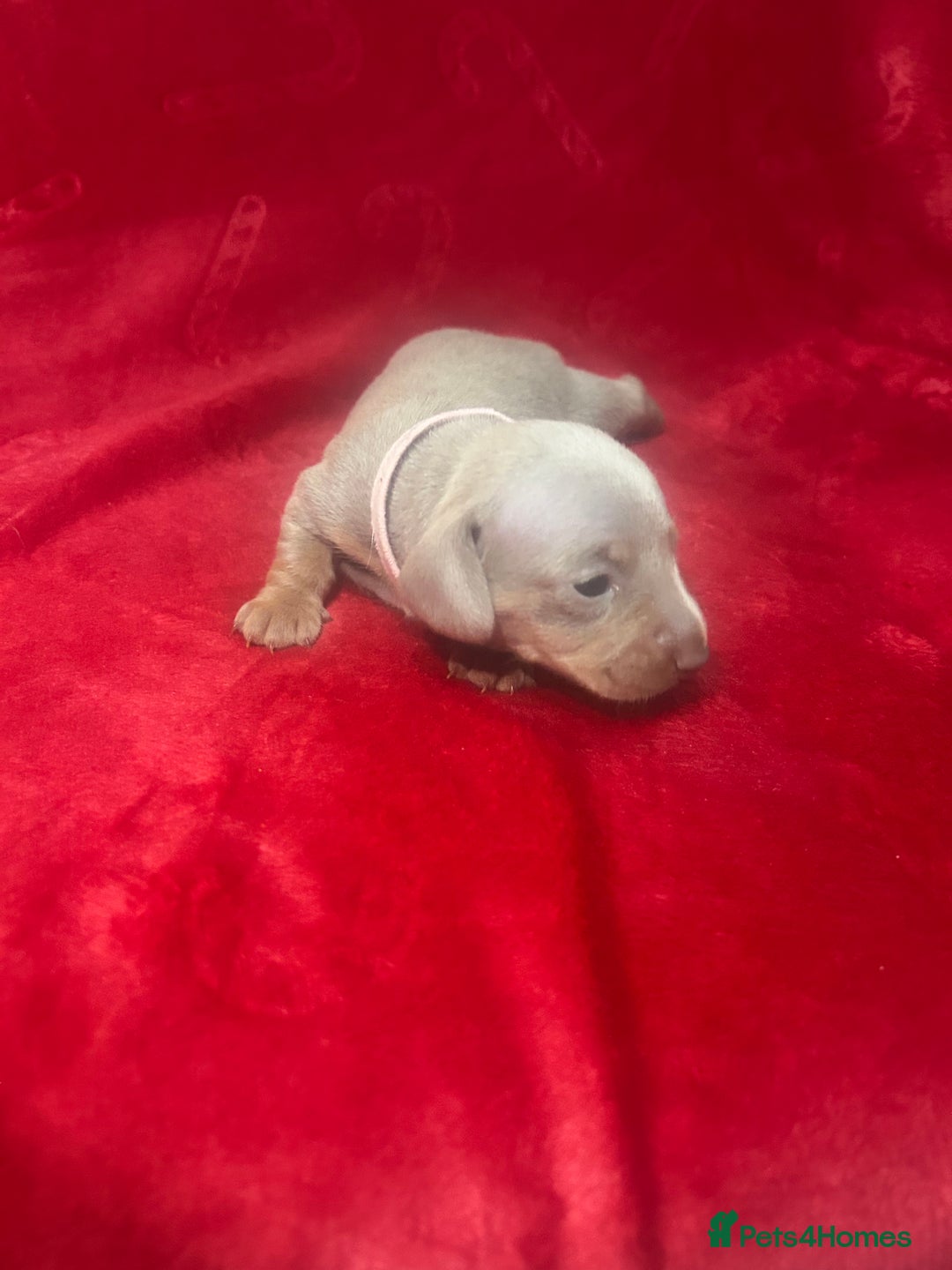 Miniature Dachshund dogs for sale: Isabella dapple Miniature dachshund  - Advert 5