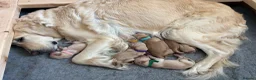 Golden Retriever dogs for sale: Golden Retriever puppies  in Witney - Advert 10