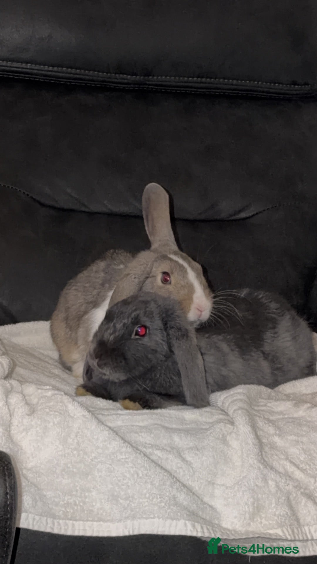 Mini Lop rabbits Nice 6 month old buck  - Advert 11