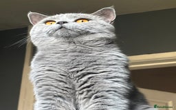 British Shorthair cats for sale: 1 year old British short hair boy - Image 1