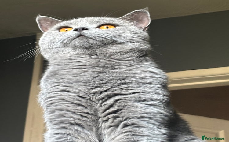 British Shorthair cats - Advert 1