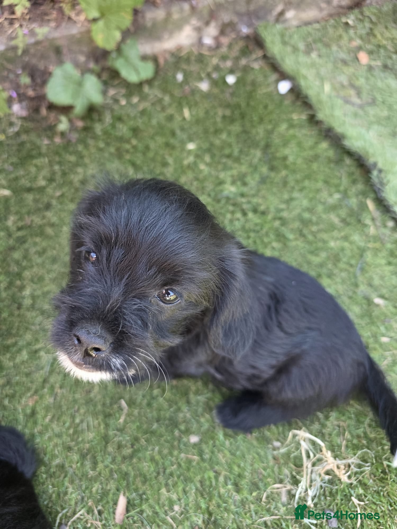 Mixed Breed dogs Poodle X shih zu/ jack Russell. - Advert 2