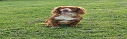 Cocker Spaniel dogs for stud: KC Reg, Health tested Red WCS Champions lines in Doncaster - Advert 3