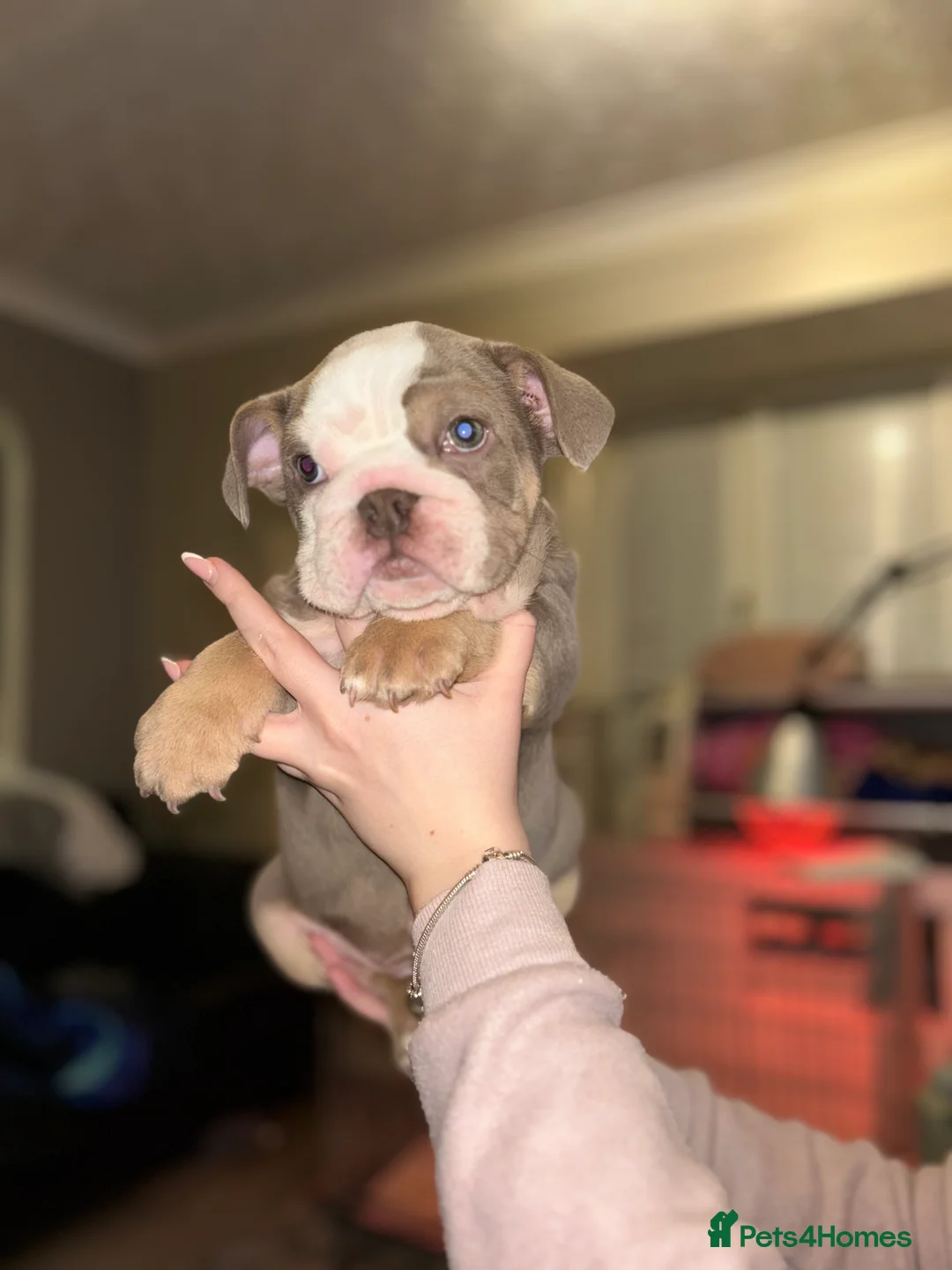 English Bulldog dogs for sale: KOBE X DARLA 5x SMALL COMPACT UNREAL🔥 - Advert 16