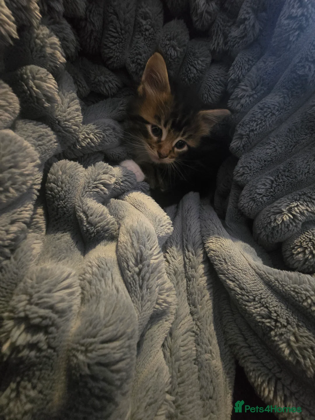 Maine Coon cats for sale: 5 adorable maine coon kittens - Advert 6