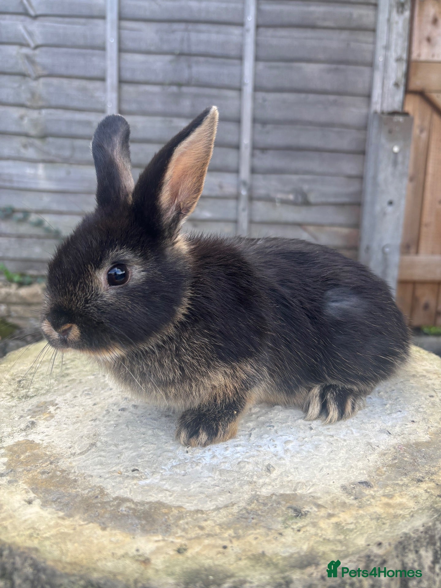 Mixed Breed rabbits 2 male netherland dwarf x mini lop bunnies - Advert 1