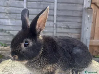 Mixed Breed rabbits 2 male netherland dwarf x mini lop bunnies - Advert 1