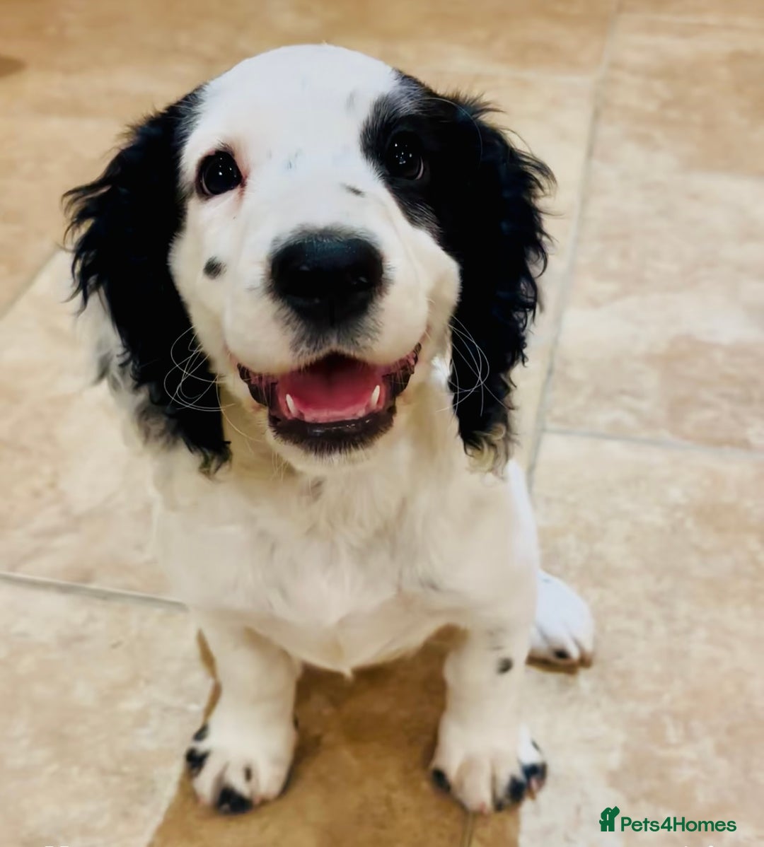 Cocker Spaniel dogs for sale: Working cocker spaniel  - Advert 1