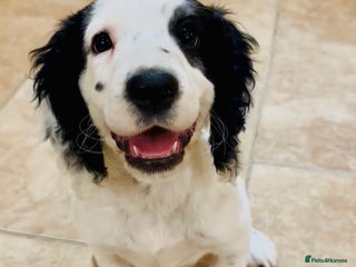 Cocker Spaniel dogs Working cocker spaniel - Advert 3