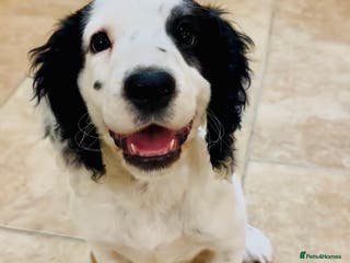 Cocker Spaniel dogs Working cocker spaniel - Advert 10