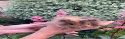 Guinea Pig rodents for sale: 5 gorgeous 🐹 Guinea pigs  - Advert 7