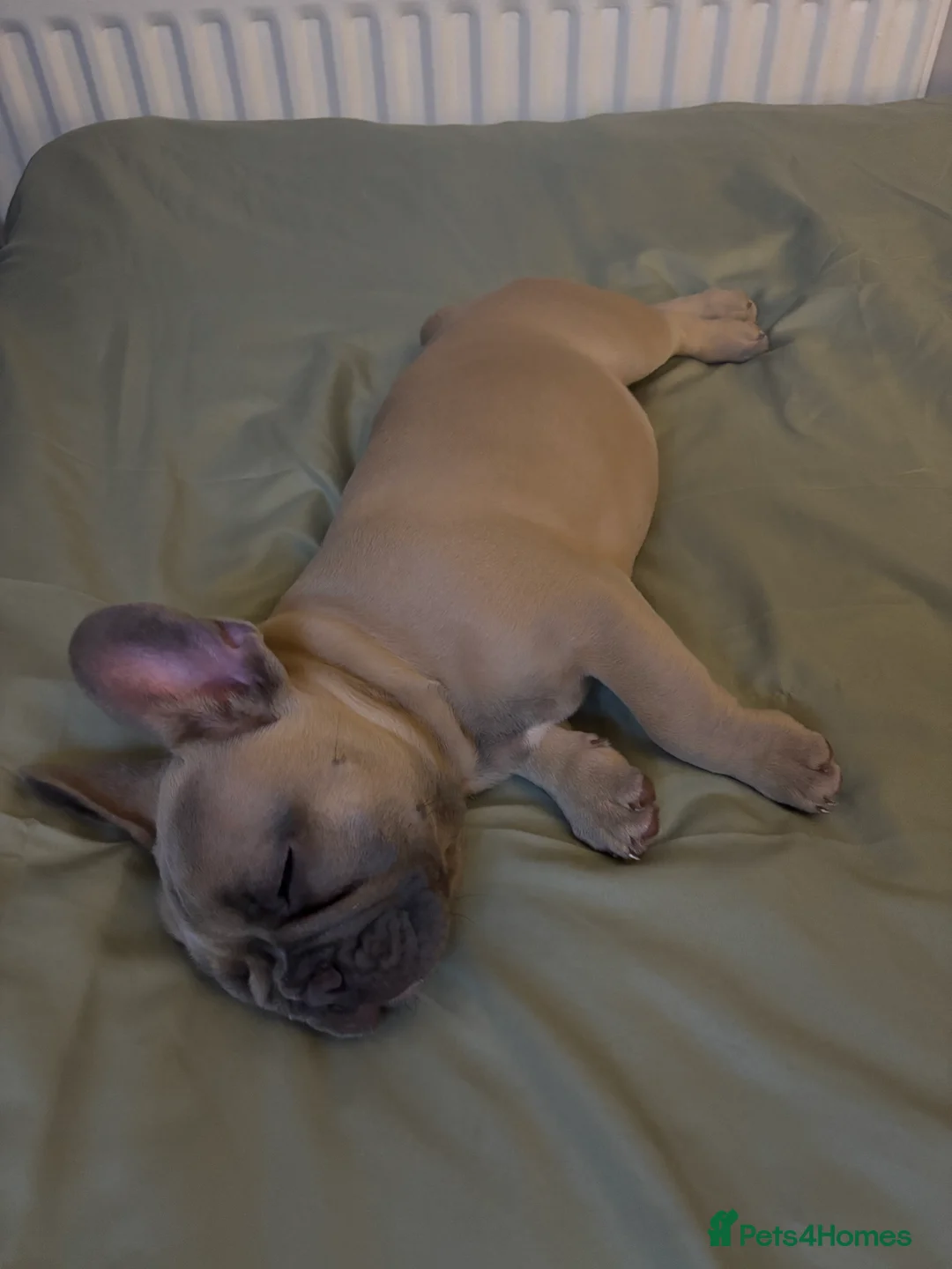 French Bulldog dogs for sale: French bull dog puppy  - Advert 10