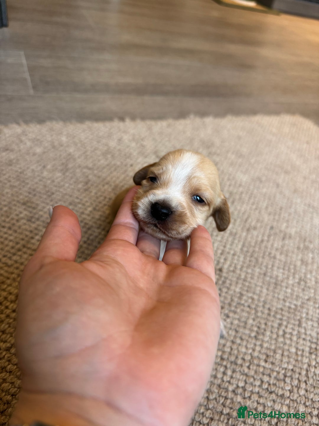 Cockerdor dogs for sale: Cockerdor/ Spanador Puppies. KC registered parents - Advert 4