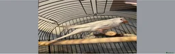 Parrots birds for sale: X2 quaker parrots monk parakeets  - Advert 13