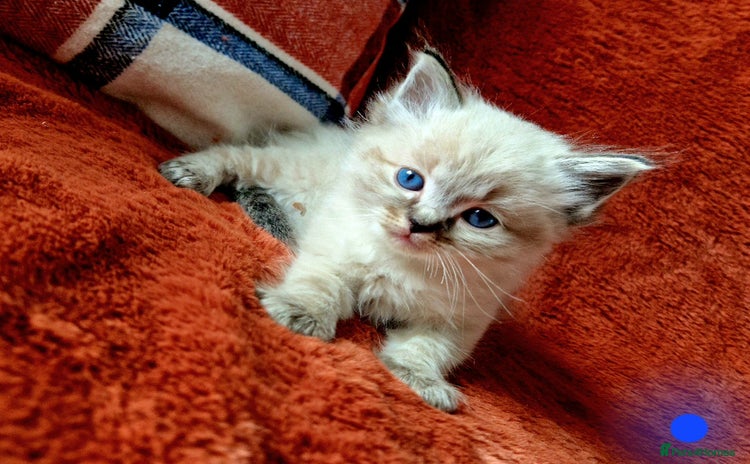 Ragdoll cats - Advert 7