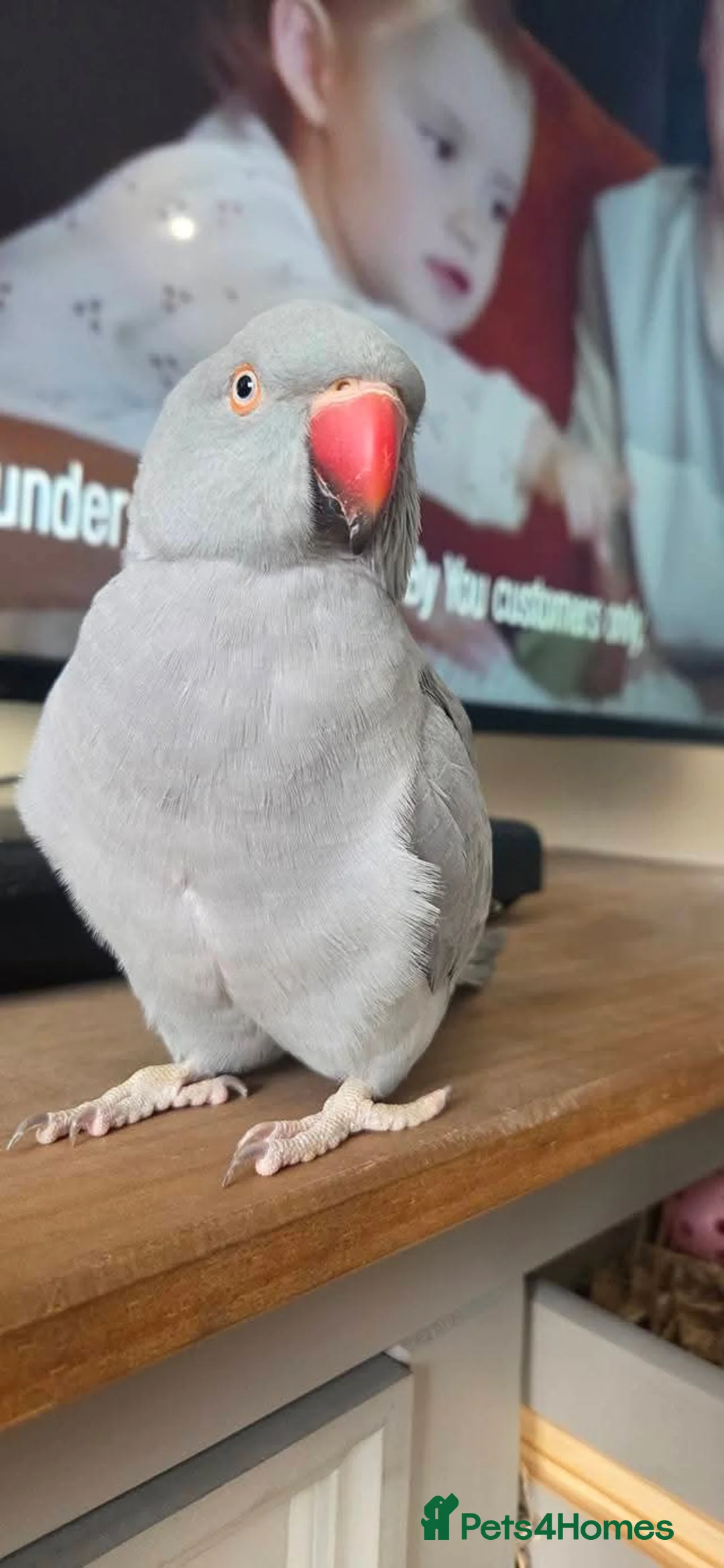 Ringnecks birds for sale: Unsexed indian ring neck - Advert 4