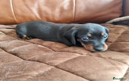 Miniature Dachshund dogs for sale: Stunning KC Health Tested Miniature Dachshunds - Image 8