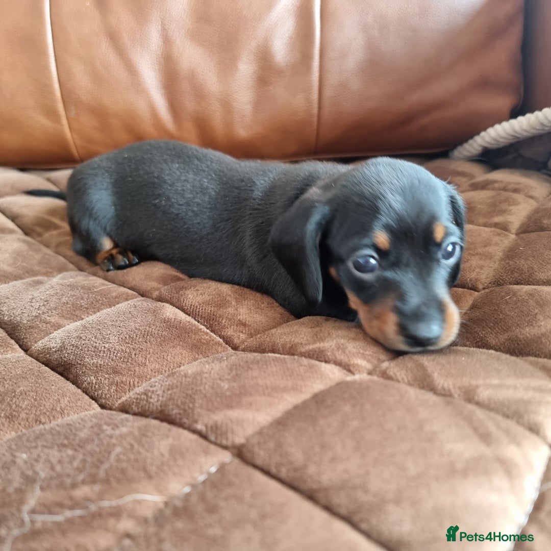 Miniature Dachshund dogs for sale: Stunning KC Health Tested Miniature Dachshunds - Image 8