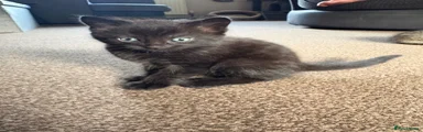 Mixed Breed Kitten 2