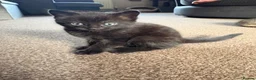 Mixed Breed cats for sale: 4 Beautiful Kittens For Sale 🥰 - Advert 10