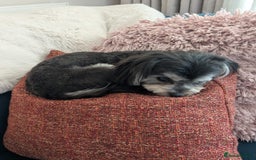 Mixed Breed dogs for sale: Maltese x Russian Toy Girl - 18 months - Image 4