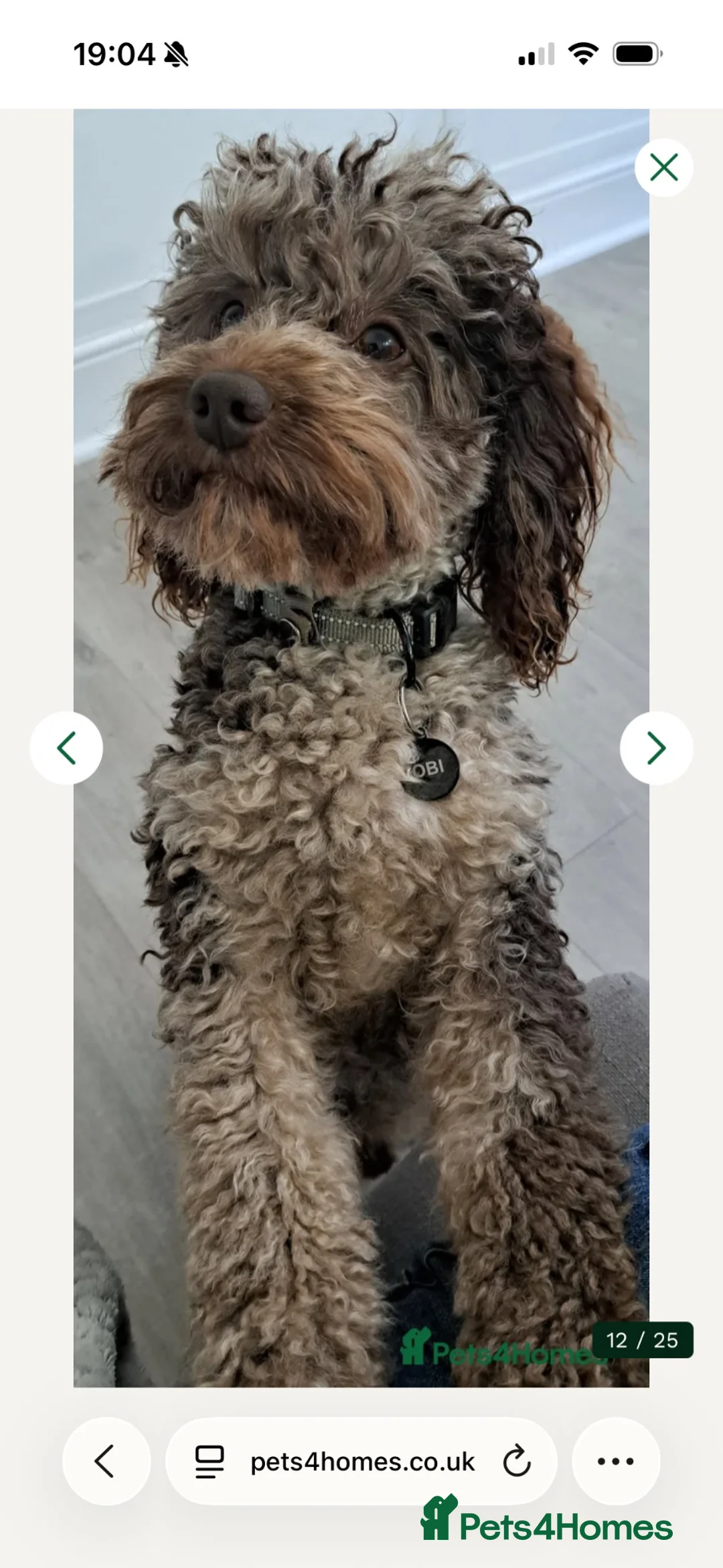 Cockapoo dogs for sale: Gorgeous cockapoo girls - Advert 10