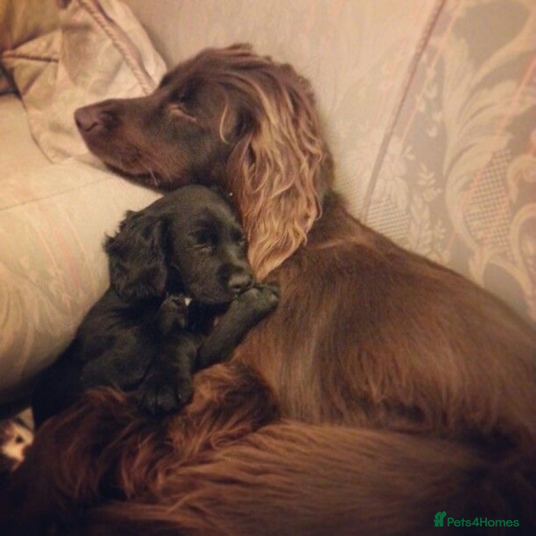 Cocker Spaniel dogs for sale: Milo is Looking for a Loving Home 🐶  - Image 4