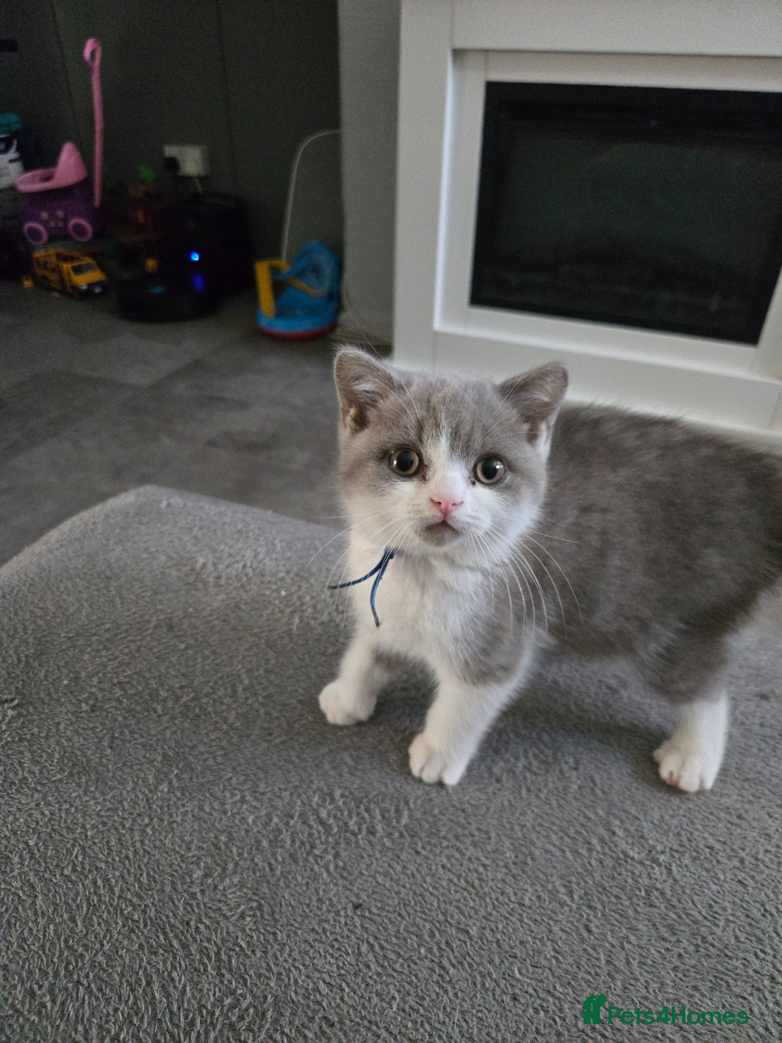British Shorthair cats  1 boy 1  girl left. british shorthairs ready now  - Advert 4