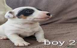 Jack Russell dogs for sale: Delightful Jack Russell Puppies  - Image 1