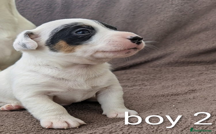 Jack Russell dogs - Advert 1