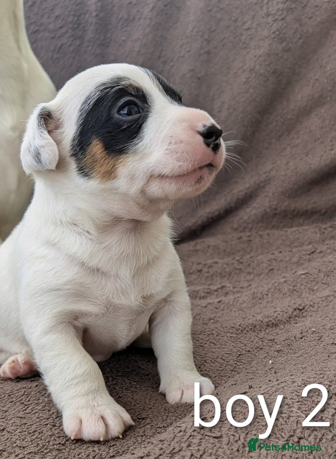Jack Russell dogs for sale: Delightful Jack Russell Puppies  - Image 1