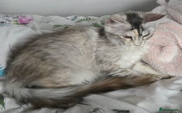 Maine Coon cats for sale: MAINE COON TICA REGISTERED KITTENS READY NOW  - Image 5