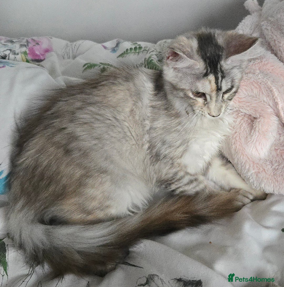 Maine Coon cats for sale: MAINE COON TICA REGISTERED KITTENS READY NOW  - Image 5
