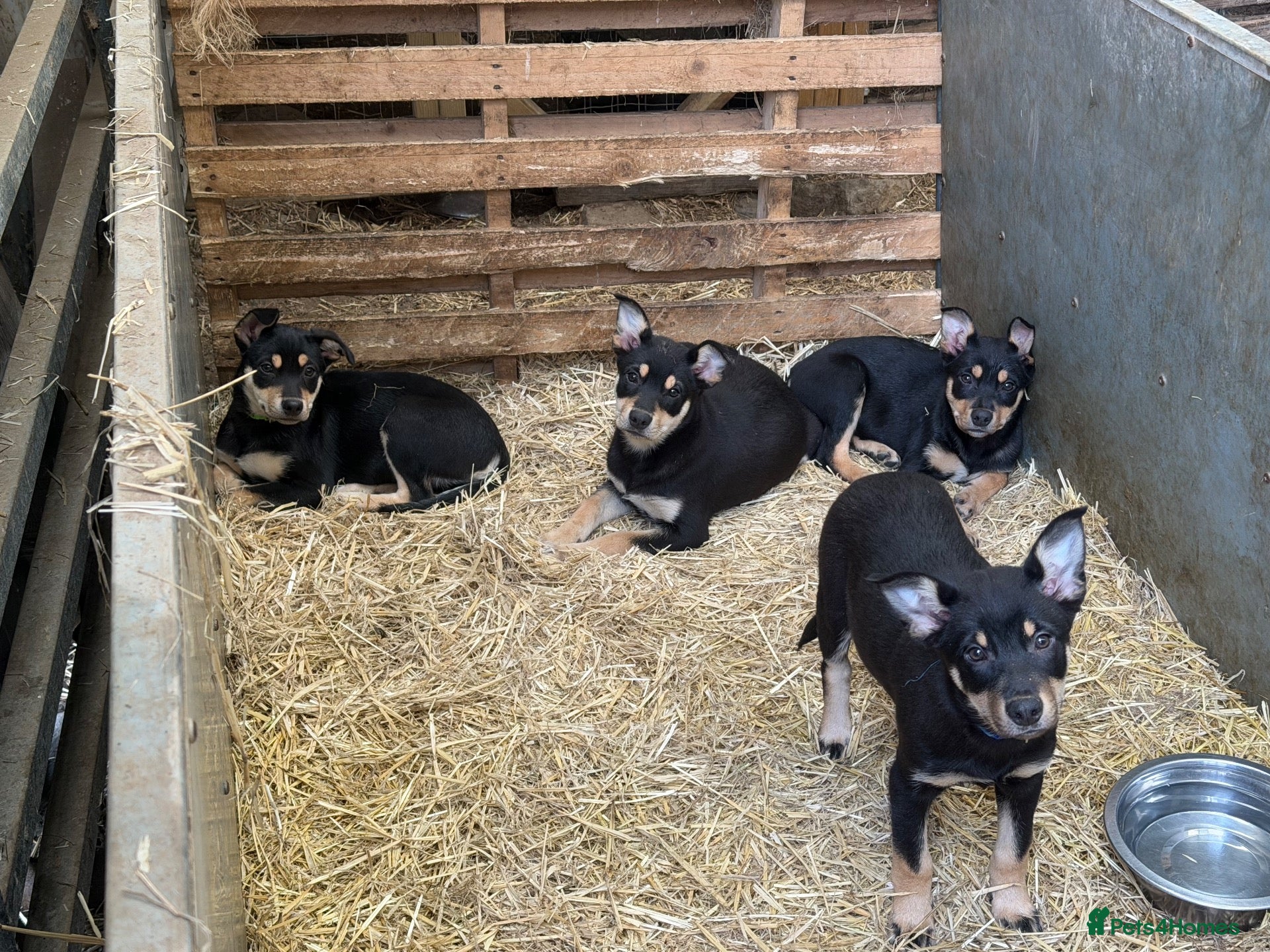 Australian Kelpie dogs Pure Bred Kelpie pups ready to leave now!! - Advert 2