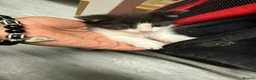 Mixed Breed cats for sale: 🐾 Adorable Kittens Looking for Loving Homes! 🐾 - Advert 7