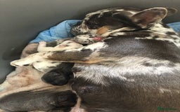 French Bulldog dogs for sale: Female French bulldog  - Image 5