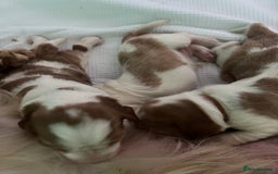 Welsh Springer Spaniel dogs for sale: 3 Girls Fully Health Tested Parents  - Image 8