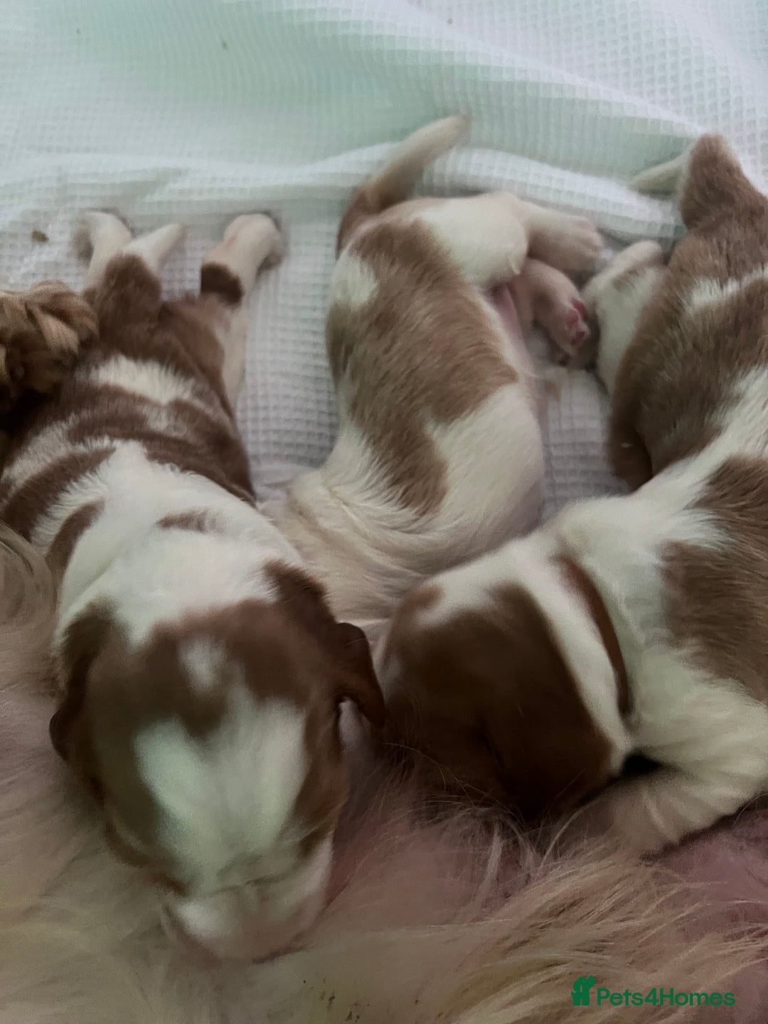 Welsh Springer Spaniel dogs for sale: 3 Girls Fully Health Tested Parents  - Image 8