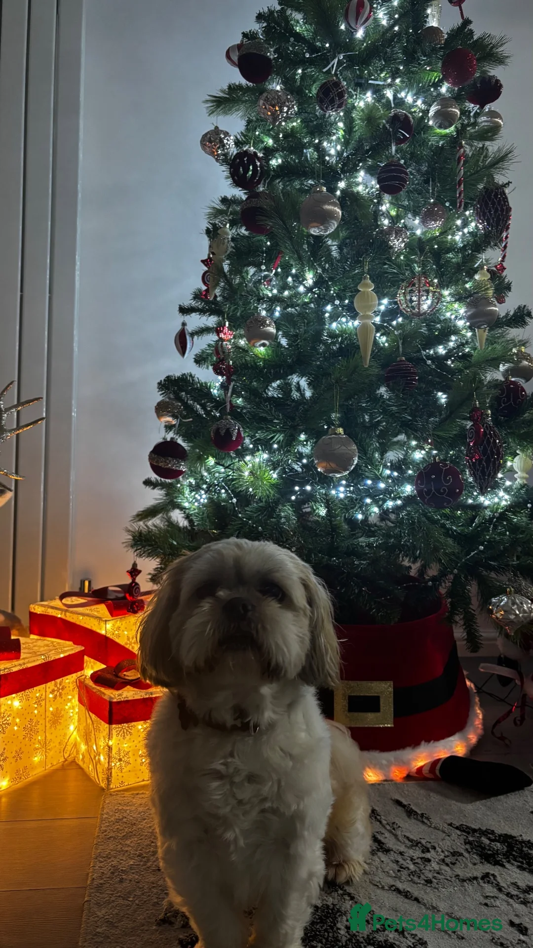 Shih Tzu dogs for sale: Dog ready for a new home - Advert 2